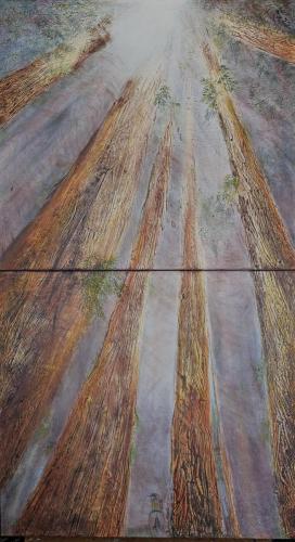 Redwoods